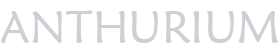 anthurium